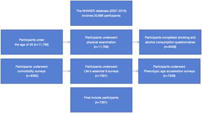 Better Life’s Essential 8 contributes to slowing the biological aging process: a cross-sectional study based on NHANES 2007–2010 data